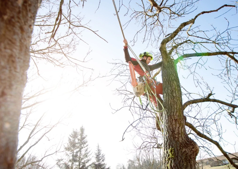 Tree Pruning Lane Cove West Northshore Tree Loppers