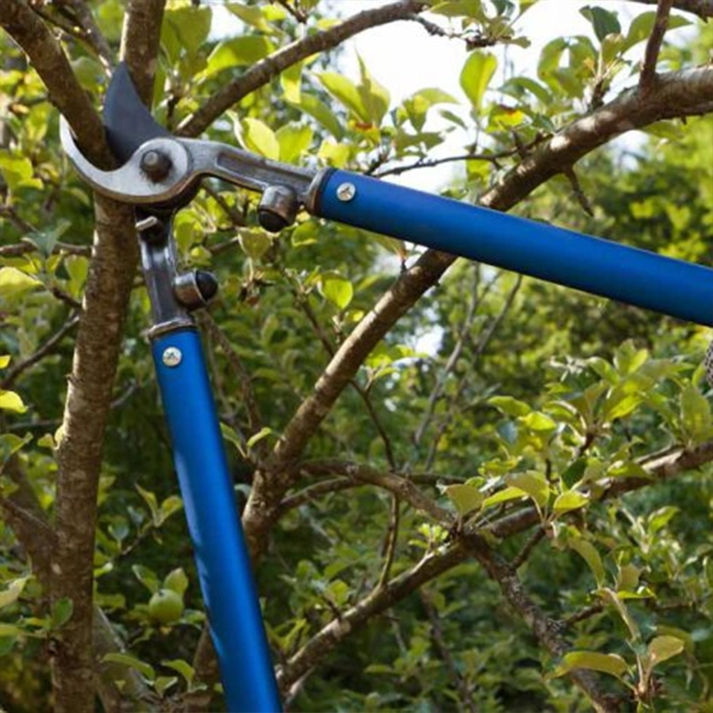 tree-pruning-1030x470